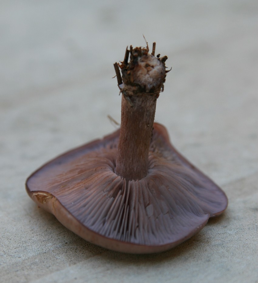Lepista sordida?